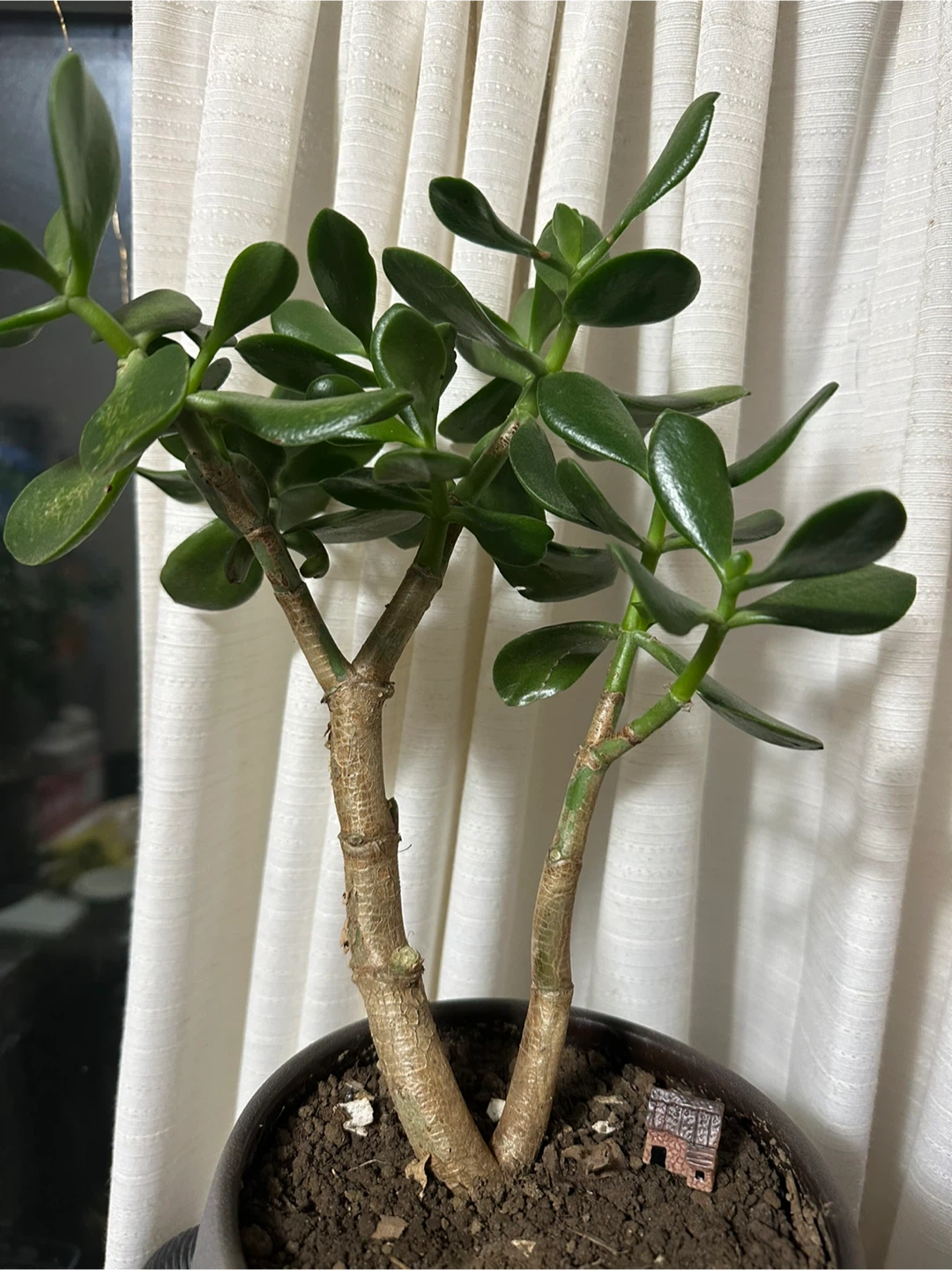 Jade Plant in Grey Planter - photo 2