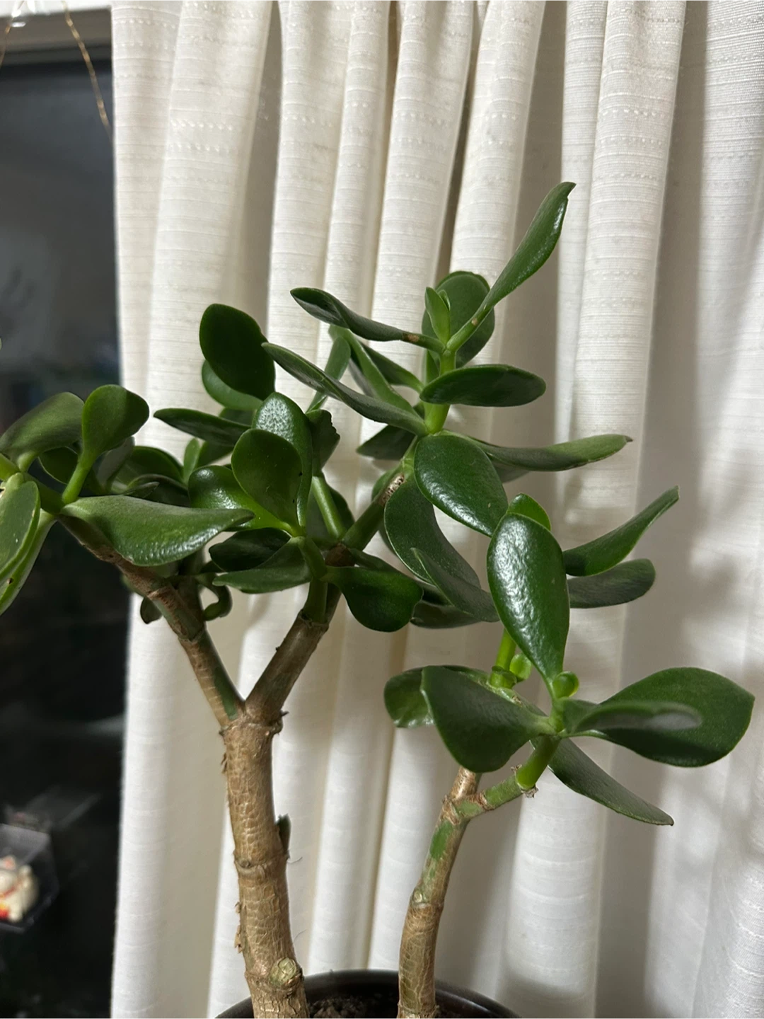 Jade Plant in Grey Planter - photo 3