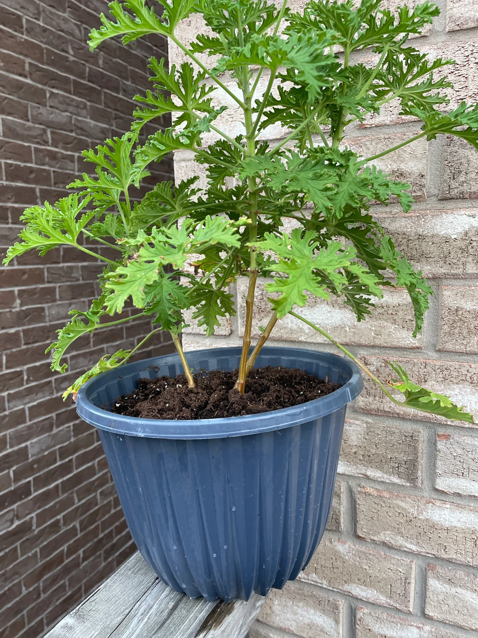 Potted Citronella Plant