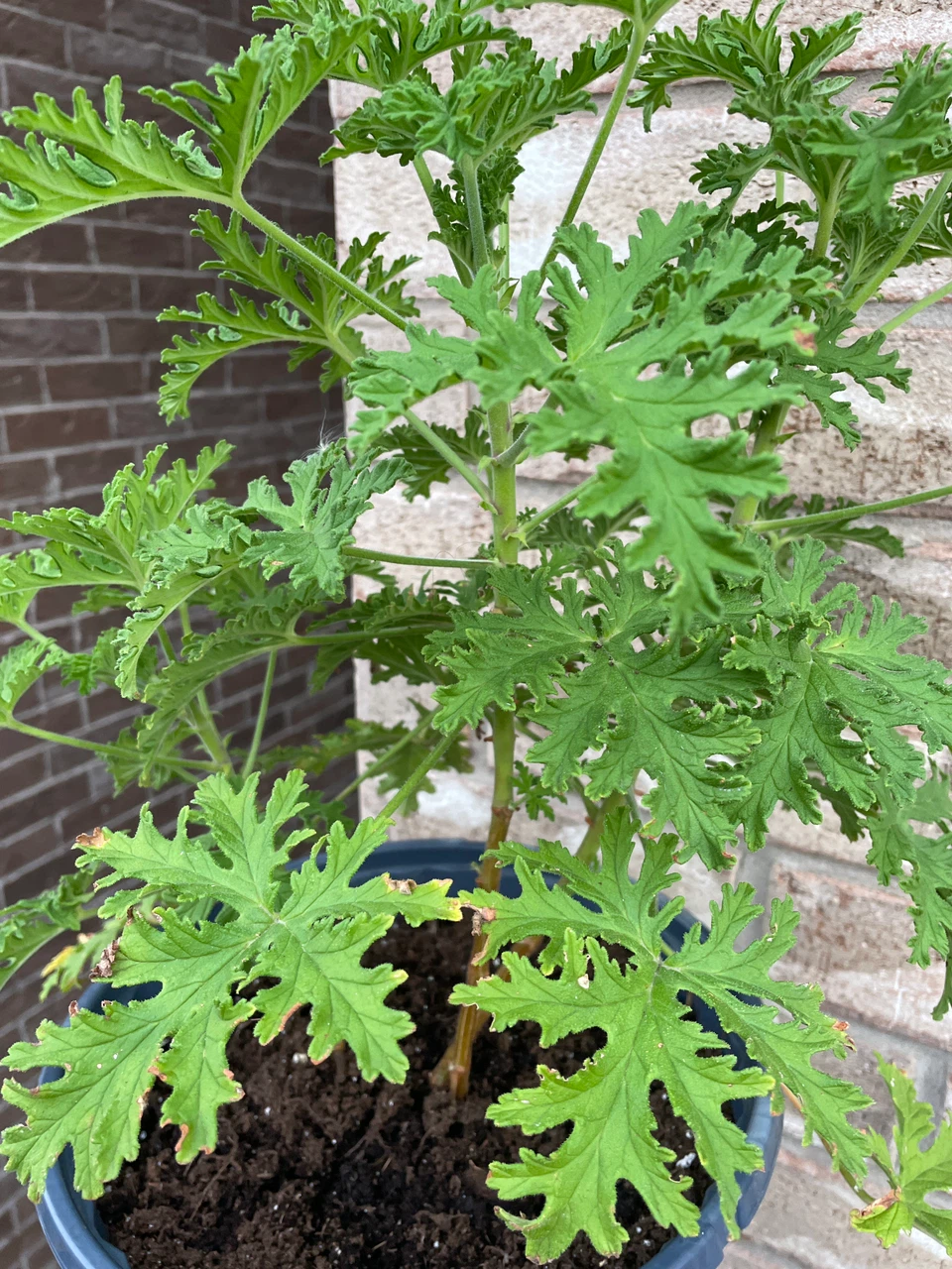 Potted Citronella Plant - photo 2