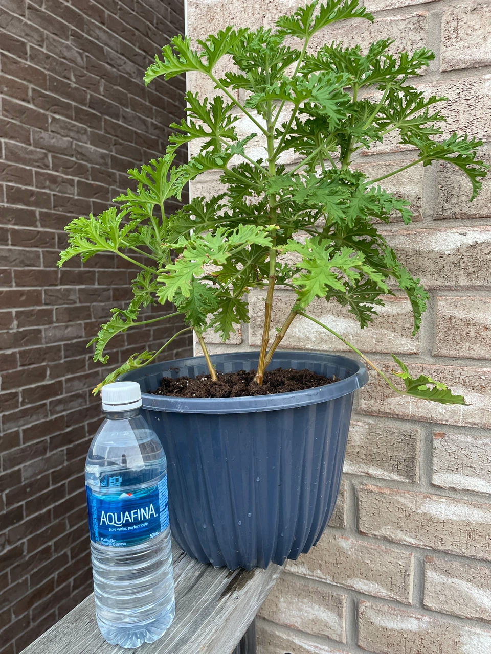 Potted Citronella Plant - photo 3