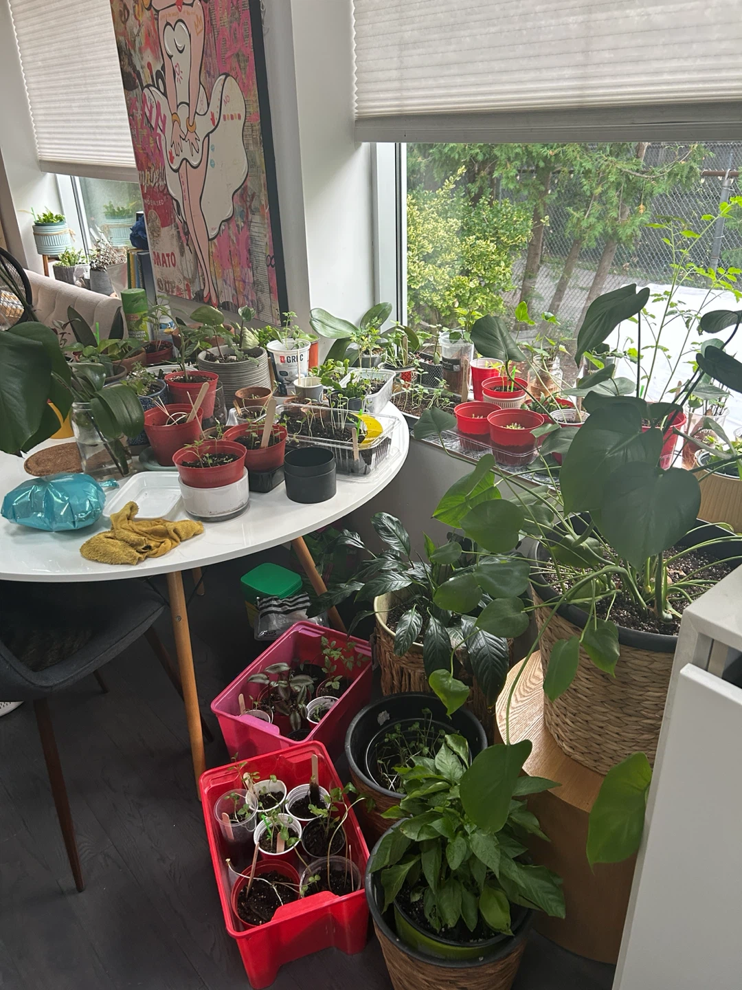 Screenshot & Circle The Plants That You Wanted - DM Me For Price