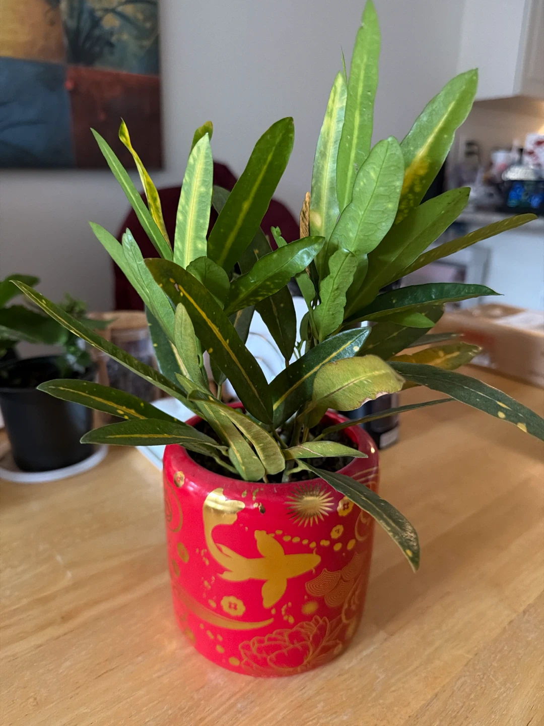 🏈 Croton plant in red ceramic pot