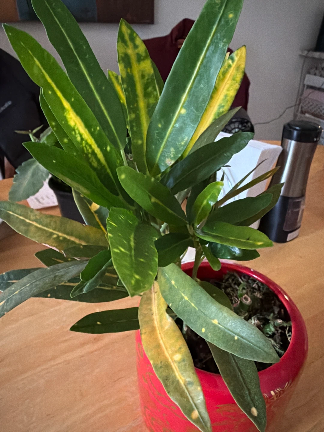 🏈 Croton plant in red ceramic pot - photo 2