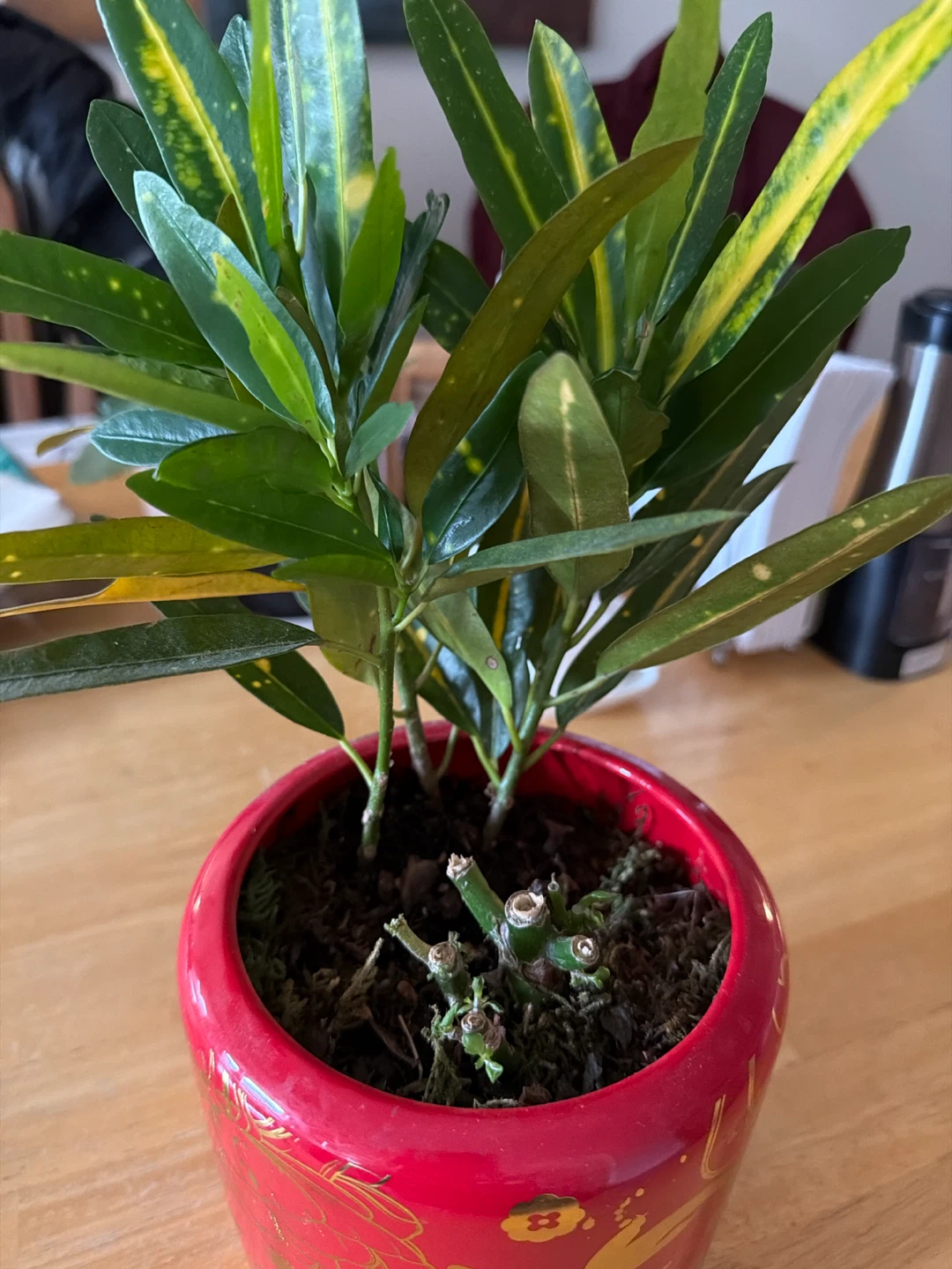 🏈 Croton plant in red ceramic pot - photo 3