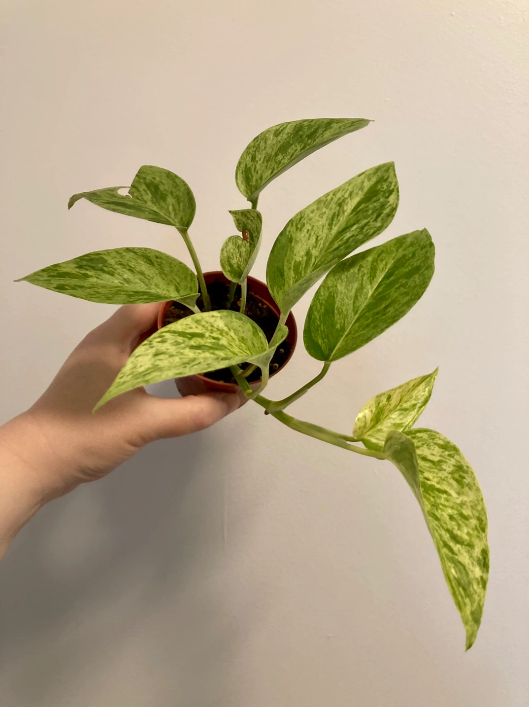 Marble Queen Pothos