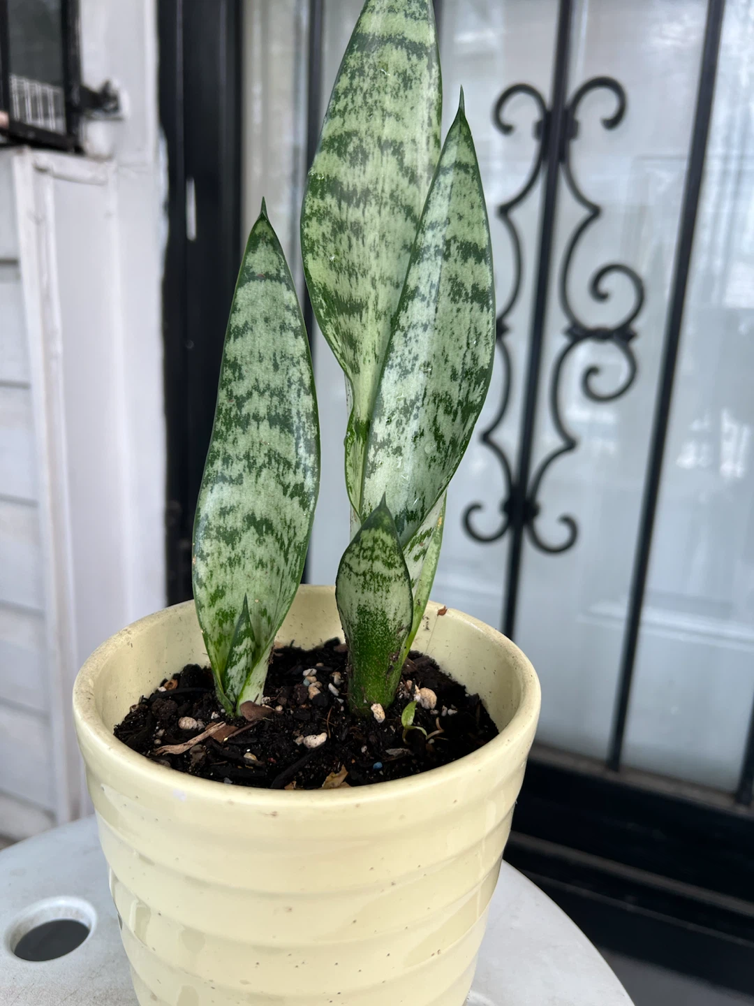 Snake Plant in Ceramic Pot