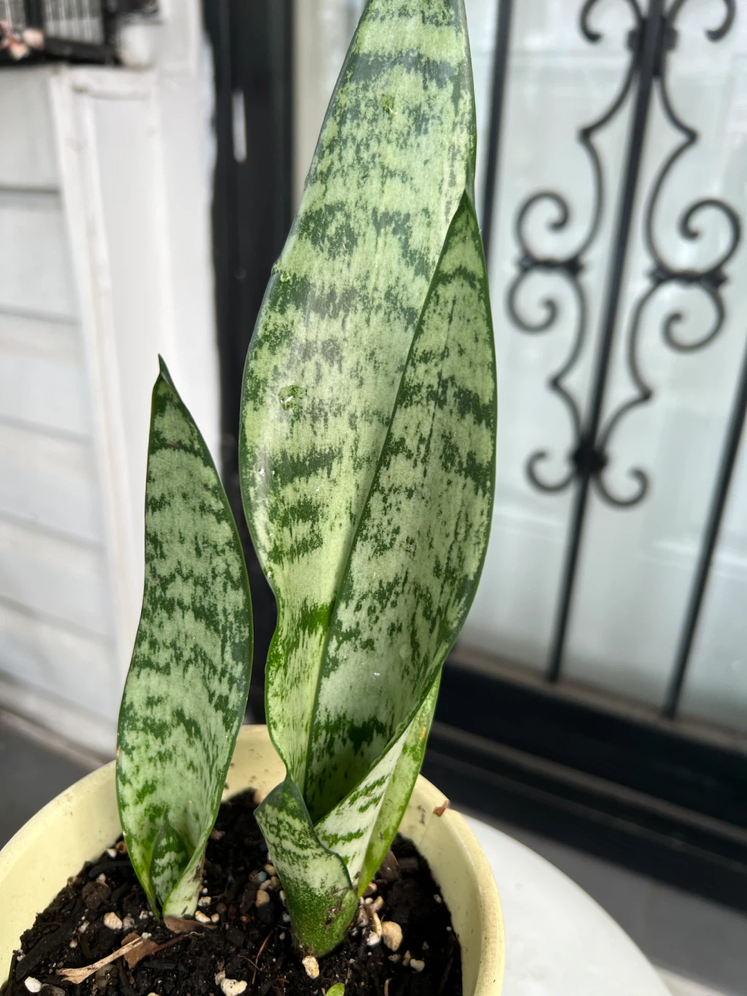 Snake Plant in Ceramic Pot - photo 2