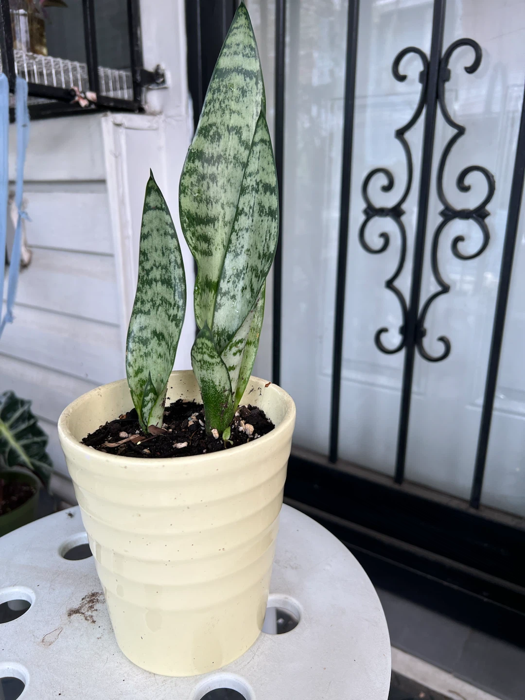 Snake Plant in Ceramic Pot - photo 3