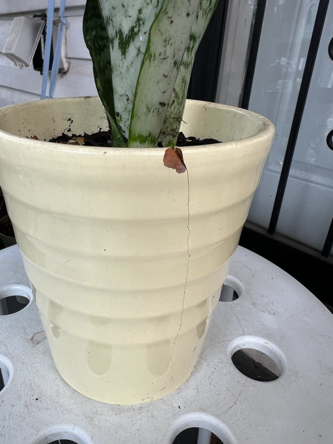 Snake Plant in Ceramic Pot - photo 4