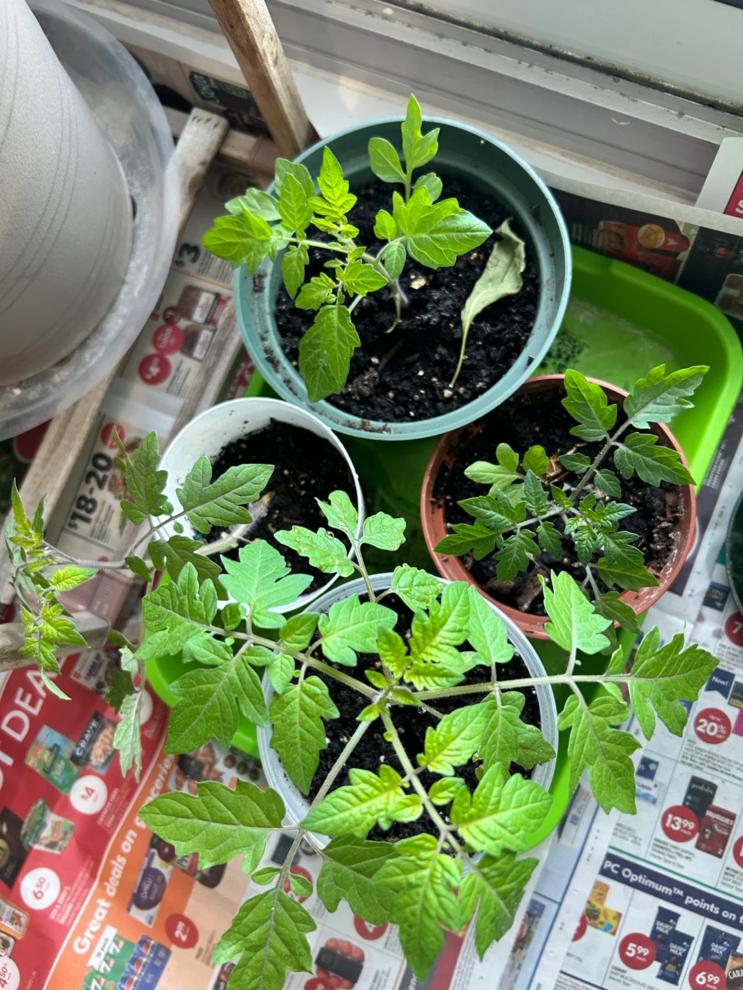Tomato Seedlings