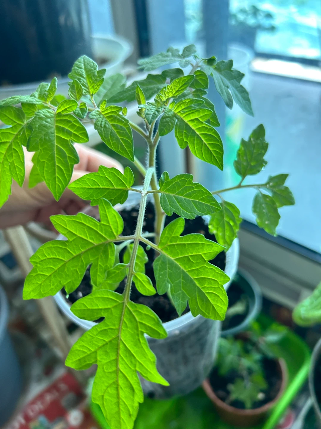 Tomato Seedlings - photo 2