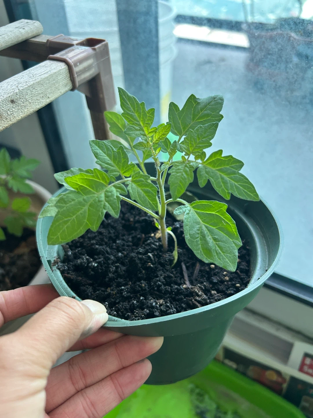 Tomato Seedlings - photo 3
