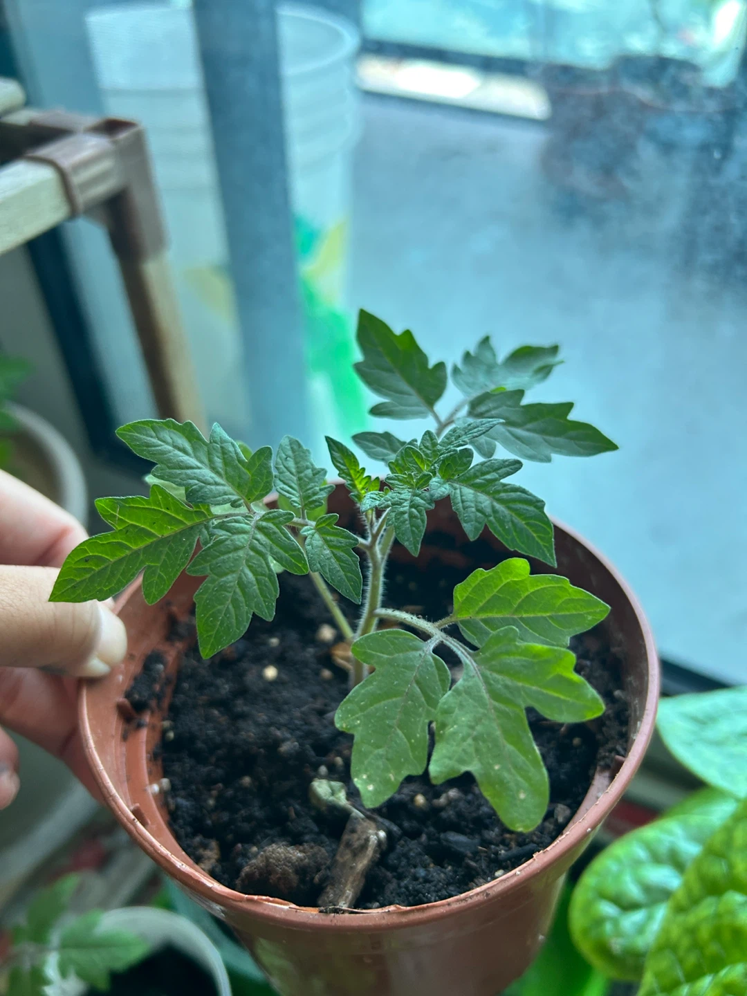 Tomato Seedlings - photo 4