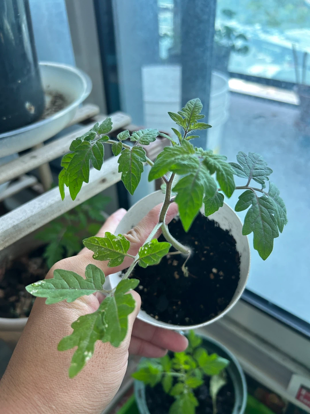 Tomato Seedlings - photo 5