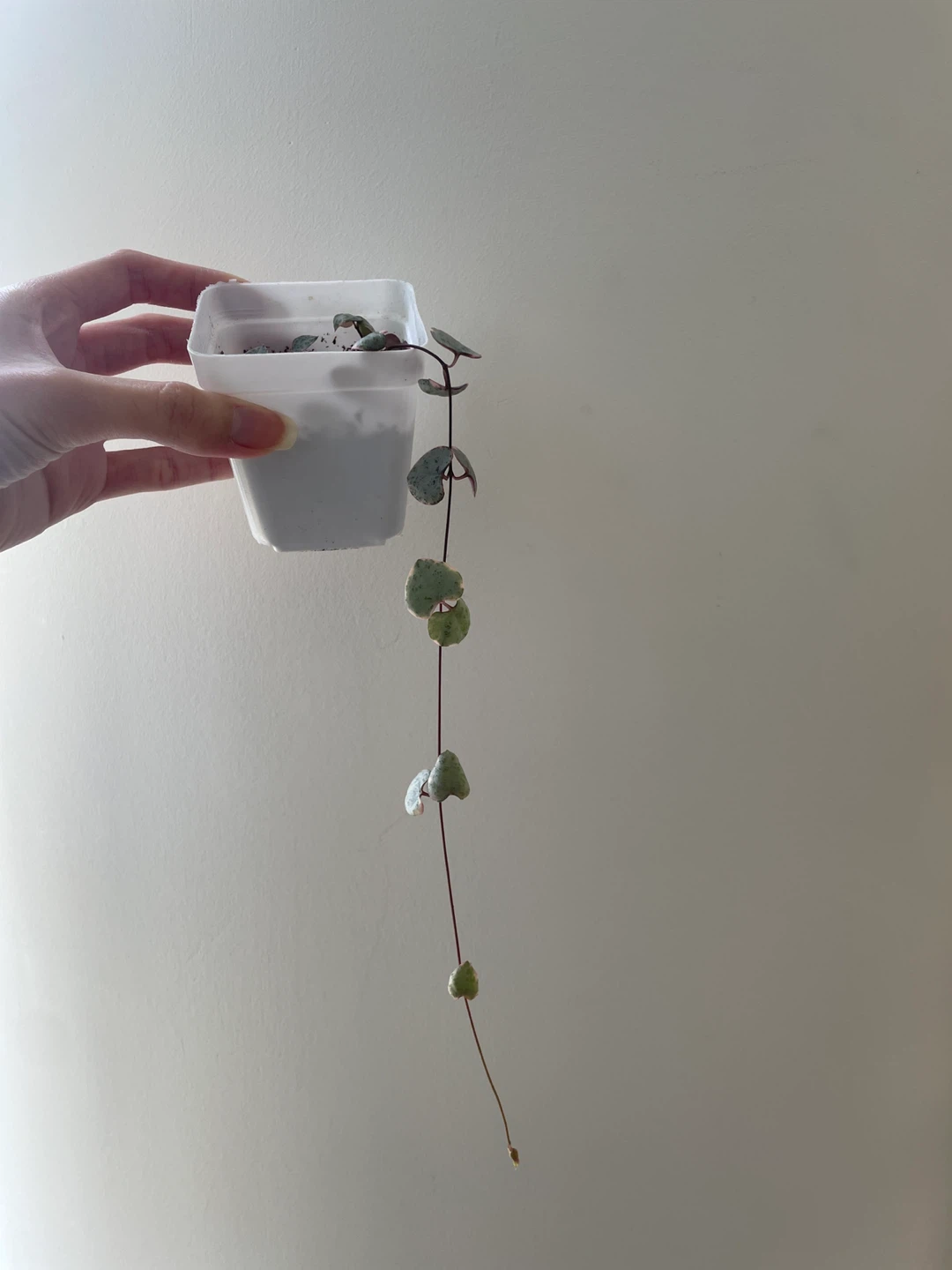 Variegated string of hearts