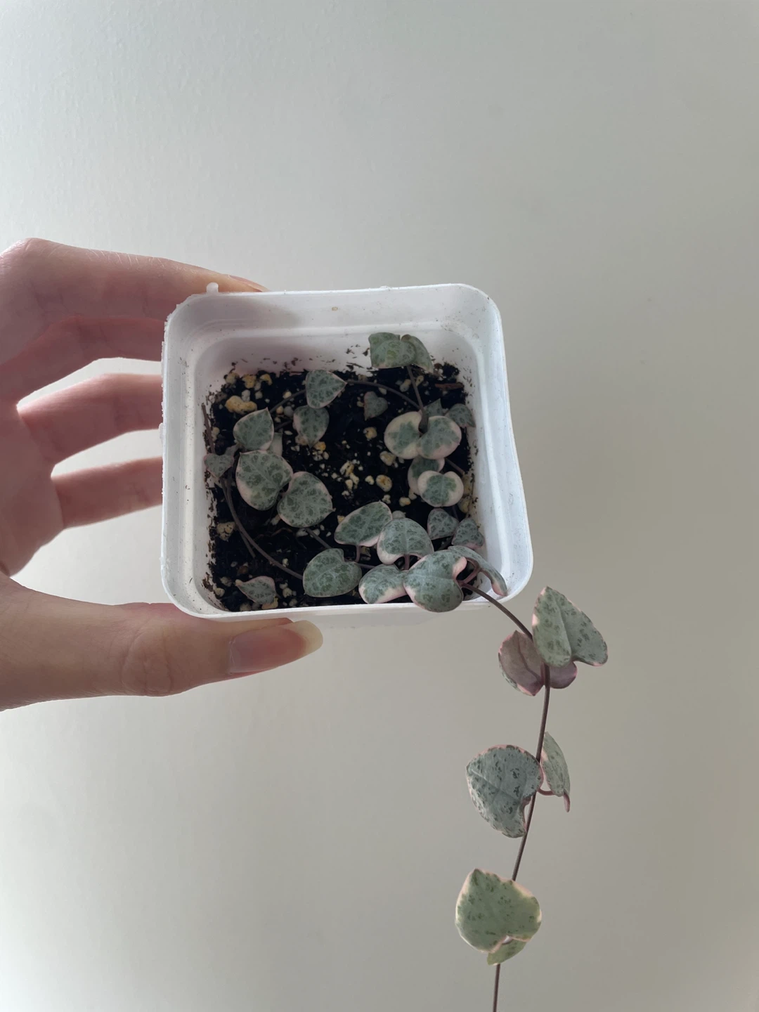 Variegated string of hearts - photo 2
