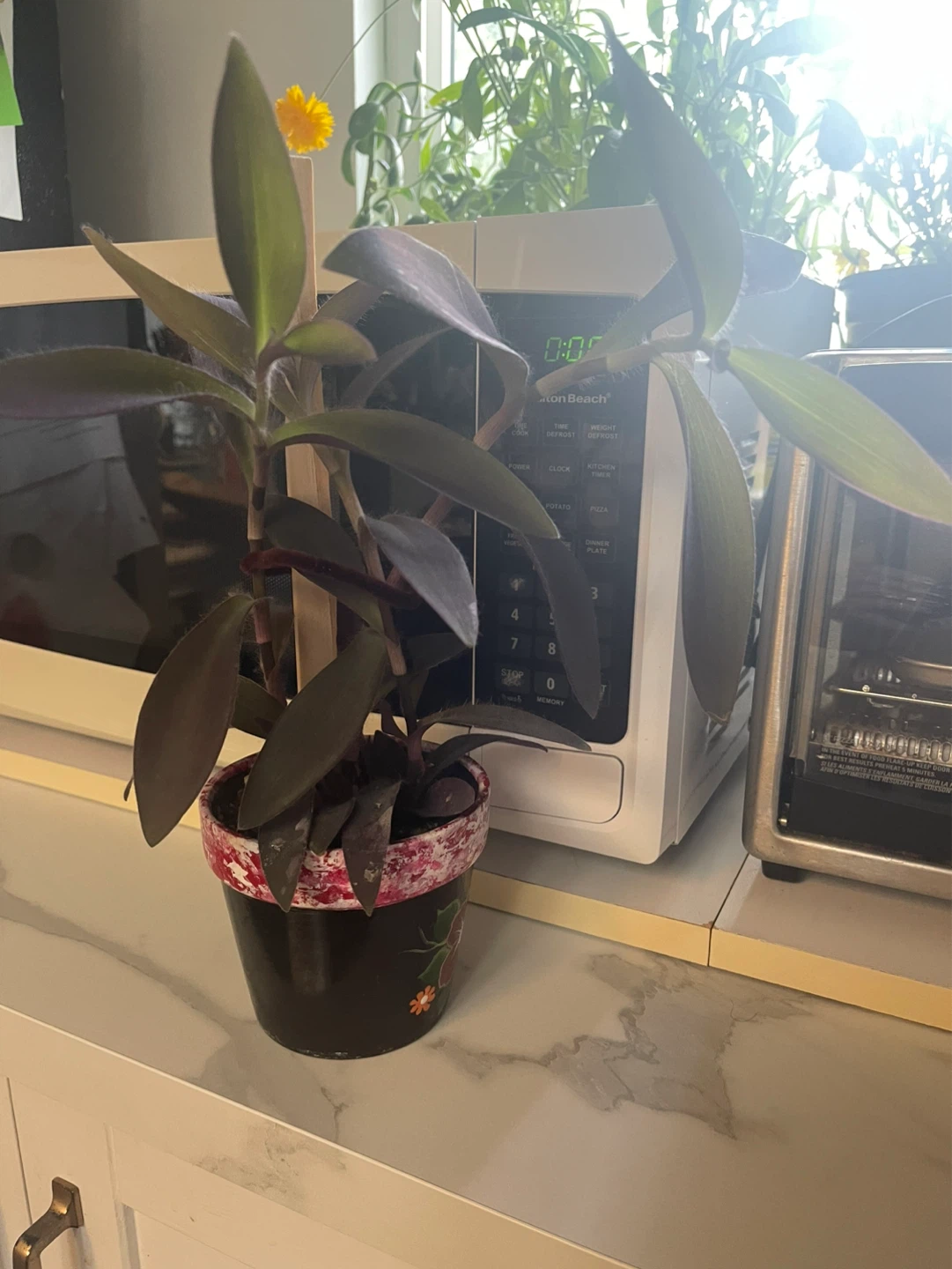 Purple Heart Plant