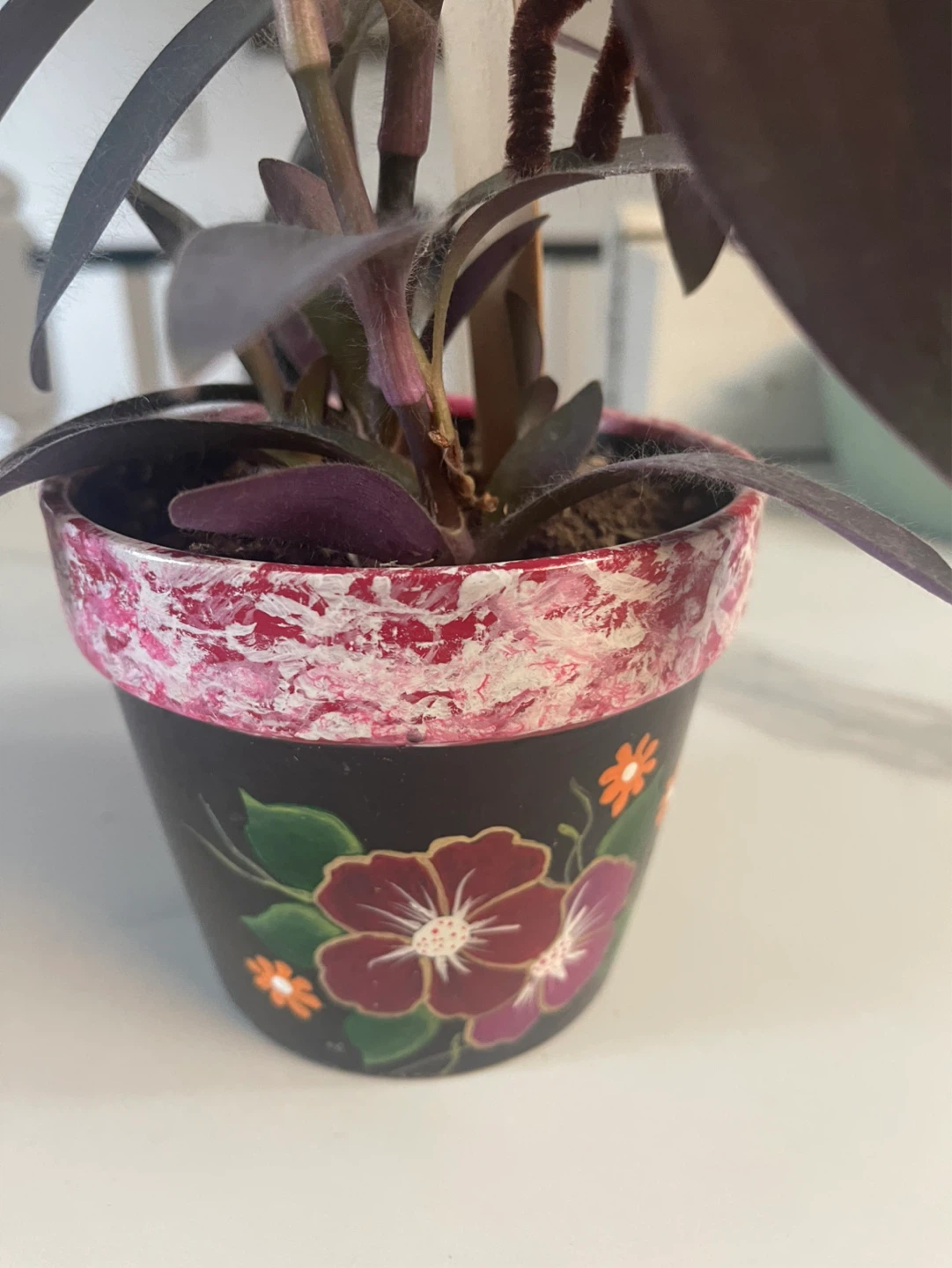 Purple Heart Plant - photo 4