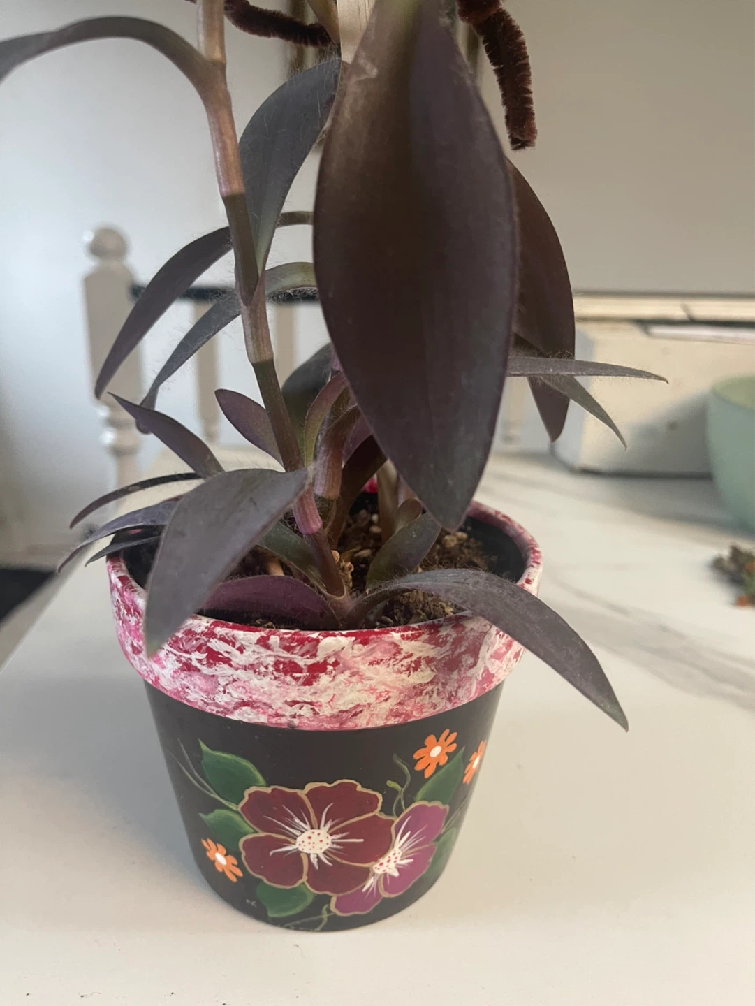 Purple Heart Plant - photo 2