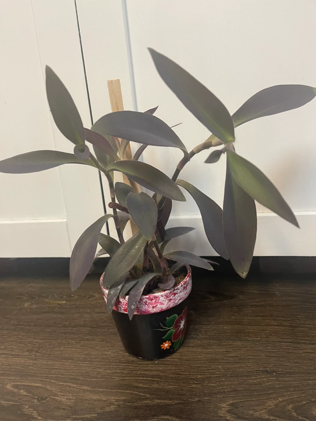 Purple Heart Plant - photo 3