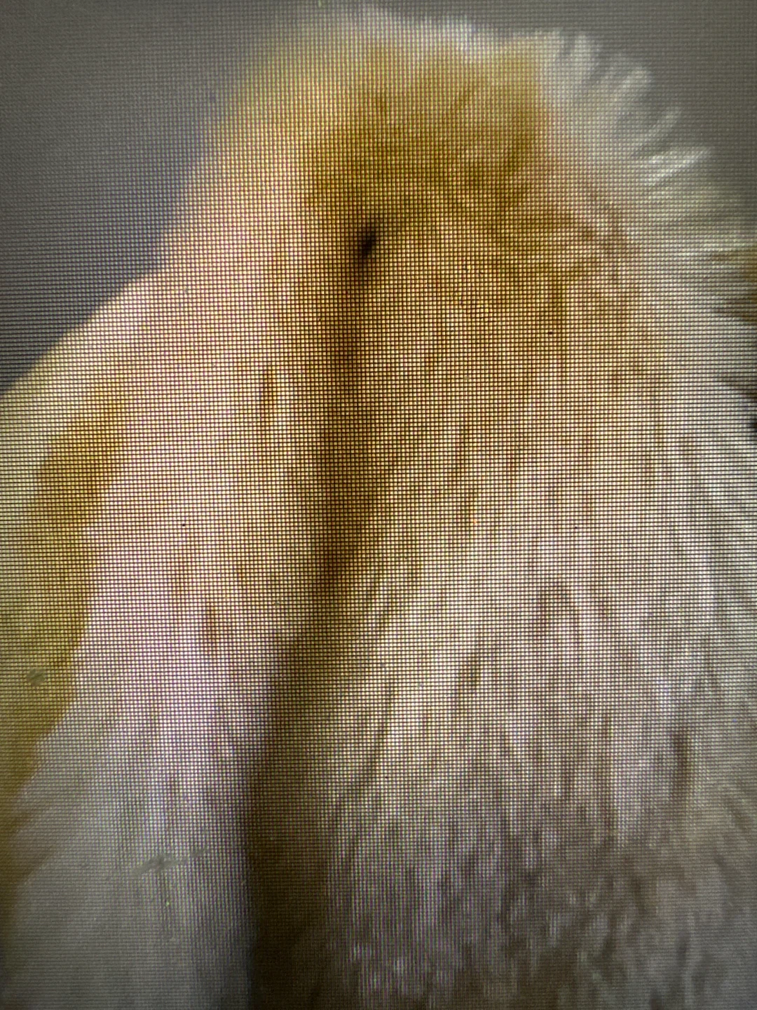 Build-A-Bear Workshop Plush Bunny - photo 3