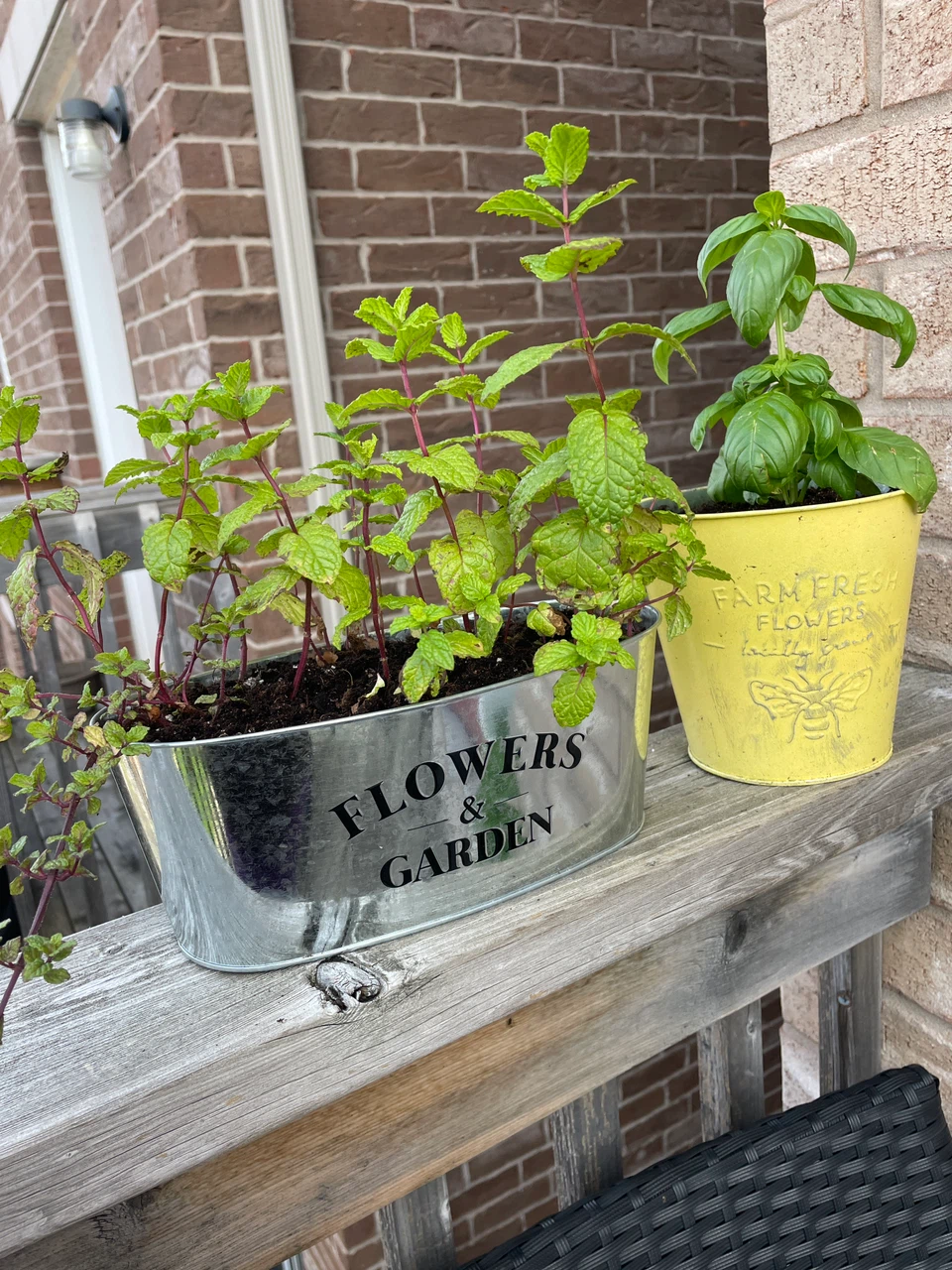 Both for $10- Potted Mint and Basil Plants