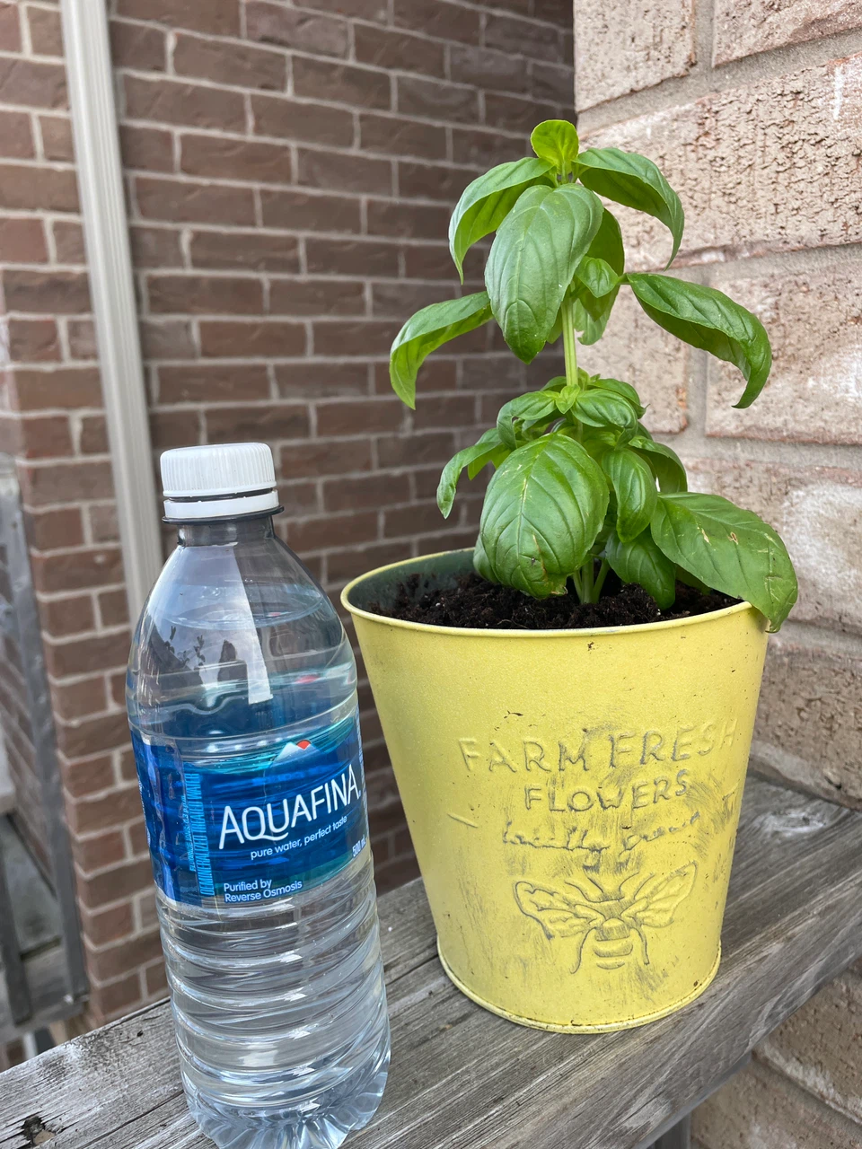 Both for $10- Potted Mint and Basil Plants - photo 2