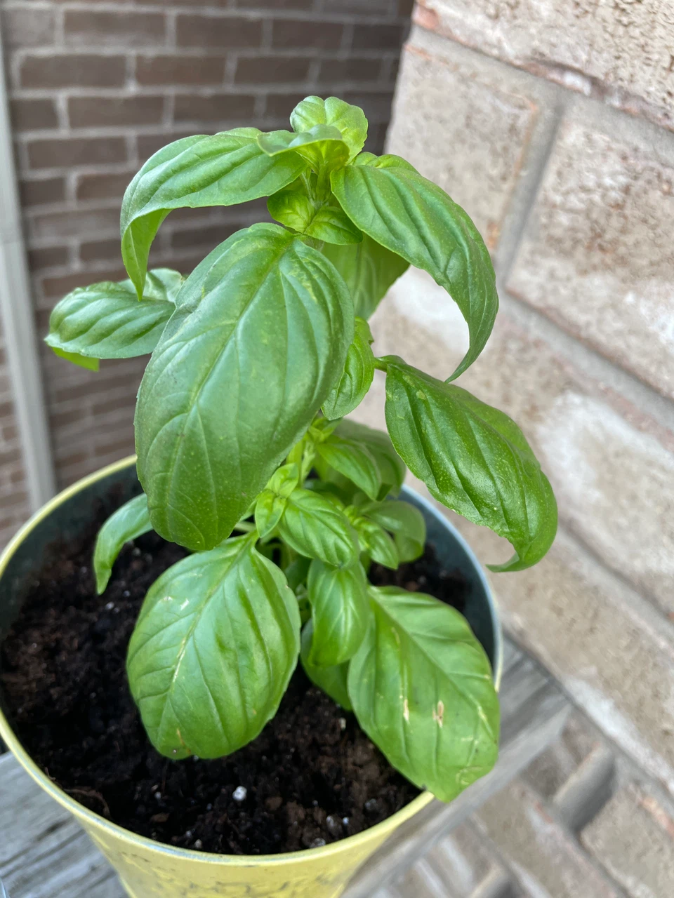 Both for $10- Potted Mint and Basil Plants - photo 3