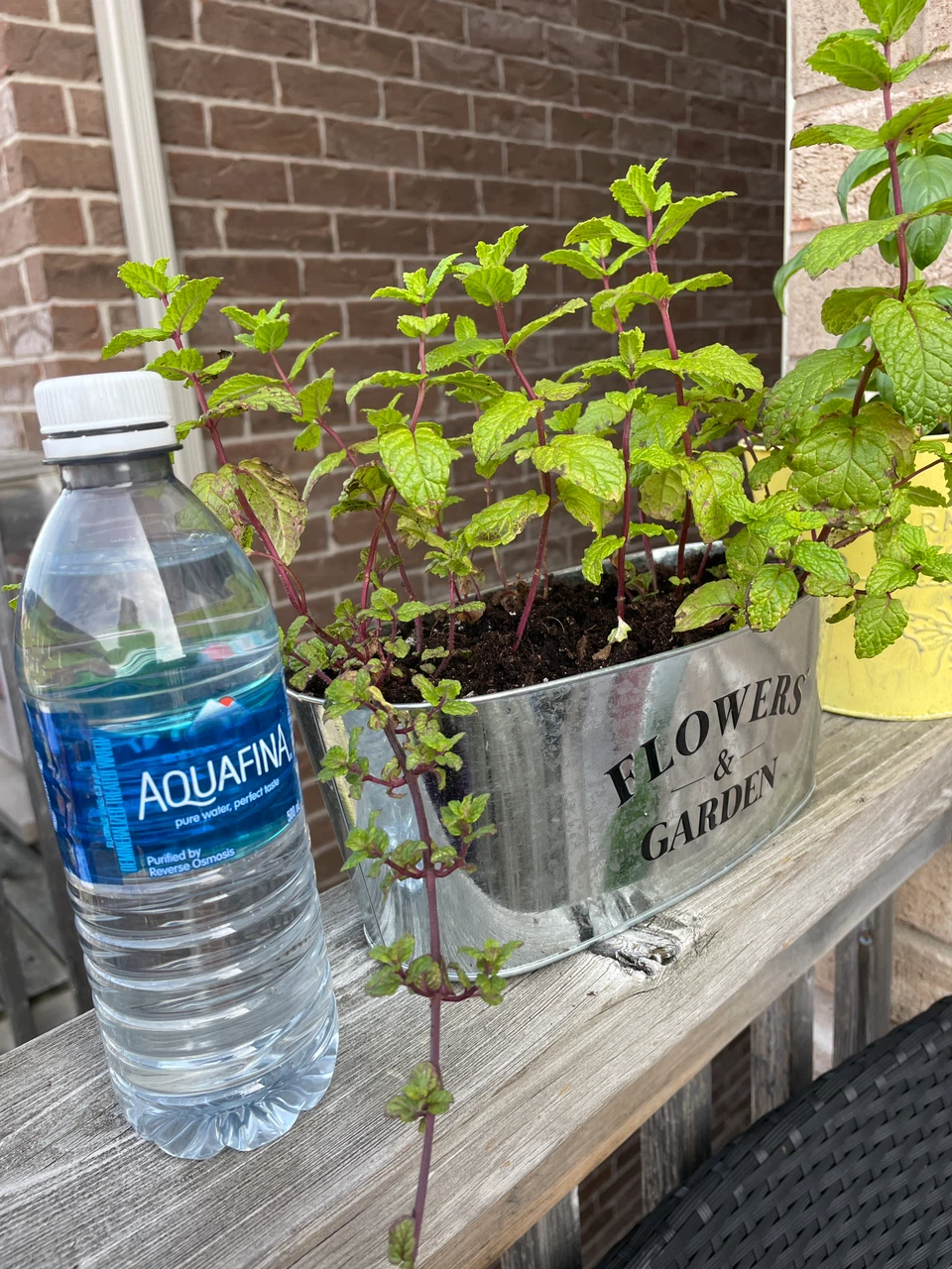 Both for $10- Potted Mint and Basil Plants - photo 4