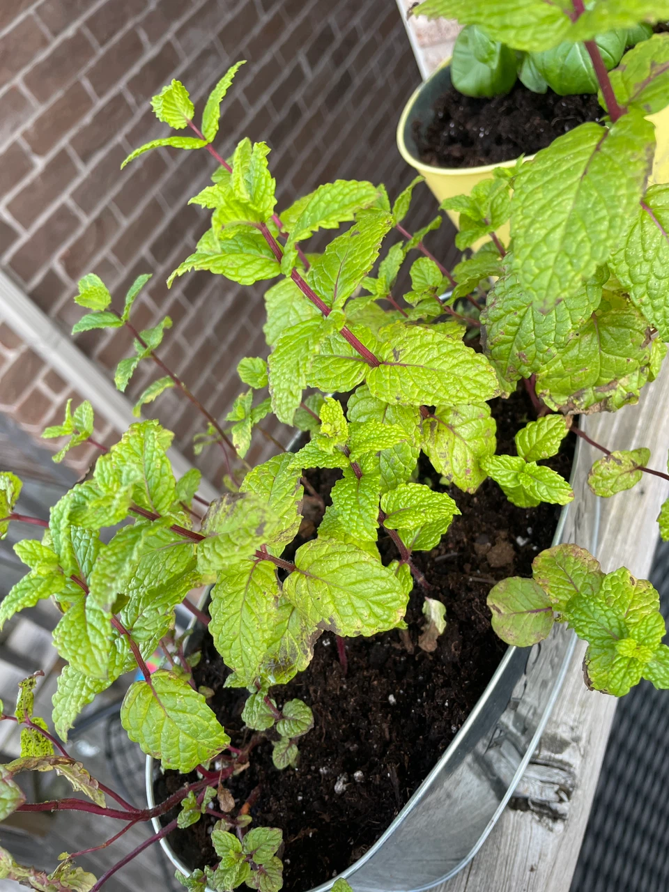Both for $10- Potted Mint and Basil Plants - photo 5