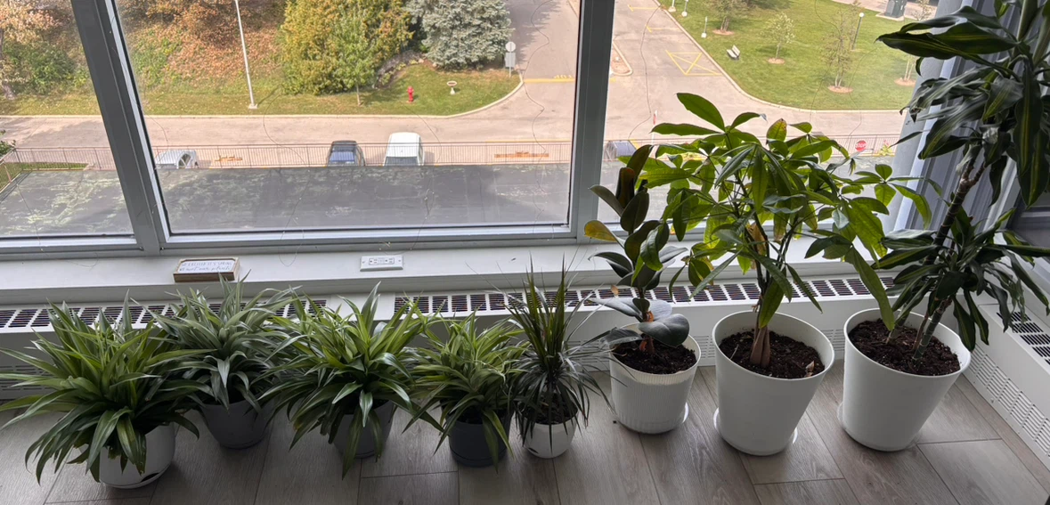 Assorted Indoor House Plants