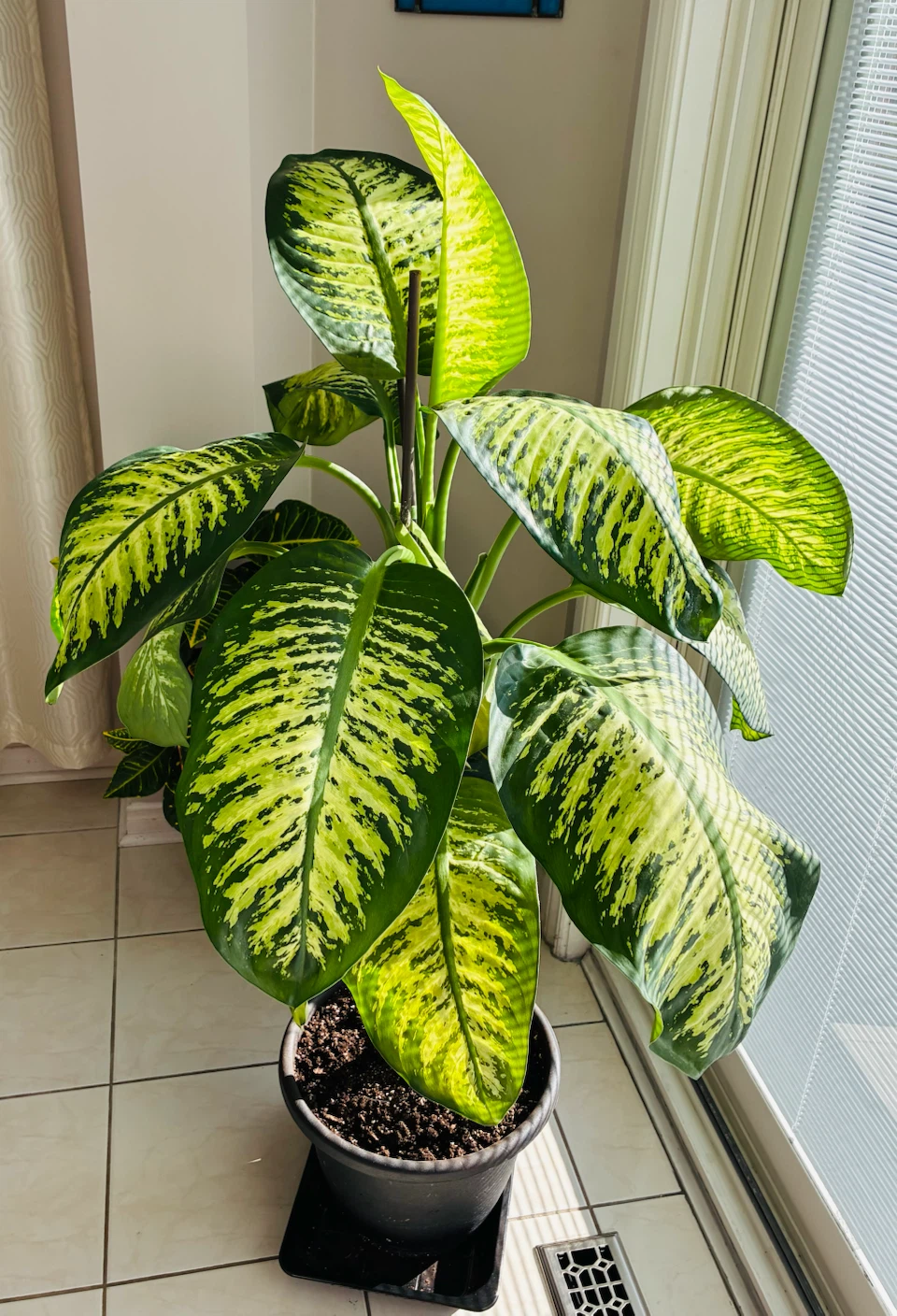 Beautiful Dieffenbachia 52in ready for a new home
