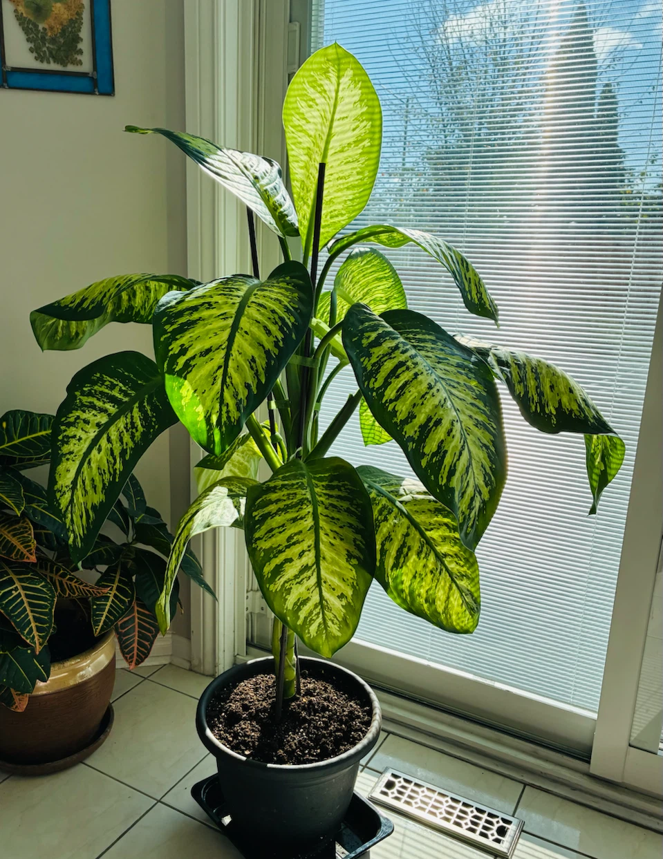 Beautiful Dieffenbachia 52in ready for a new home - photo 2