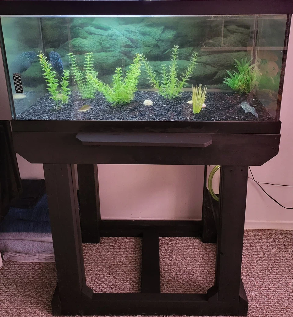 Live Pictus Catfish with complete set up