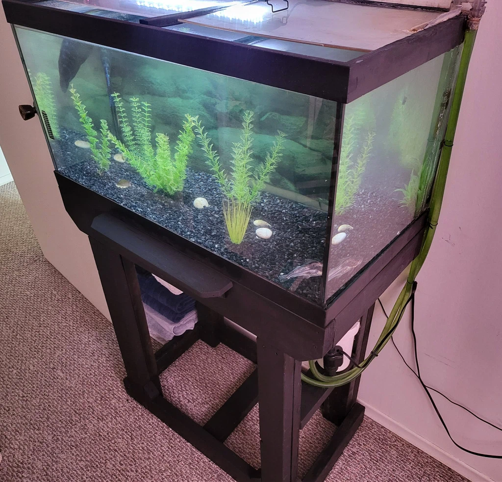 Live Pictus Catfish with complete set up - photo 2