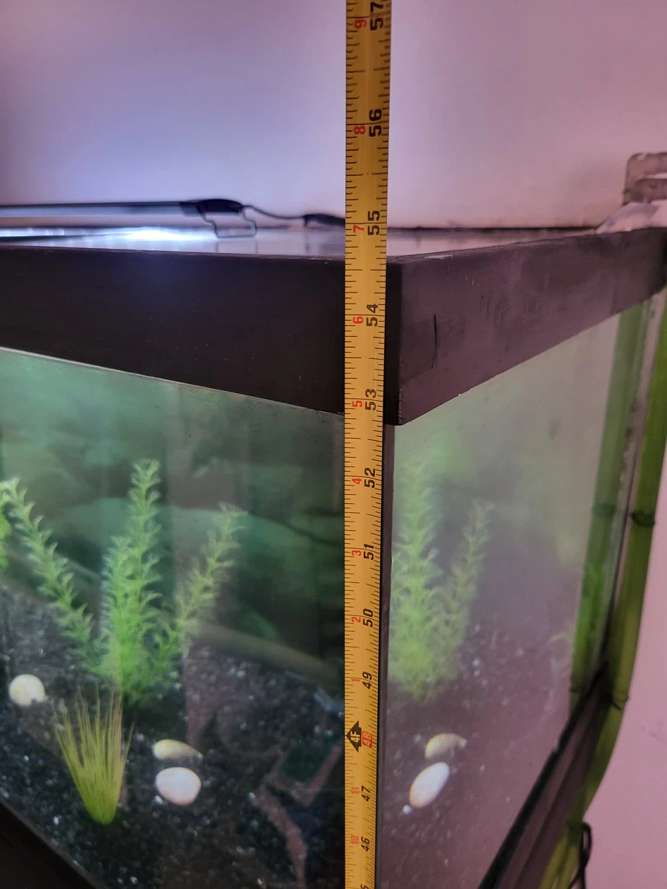Live Pictus Catfish with complete set up - photo 3