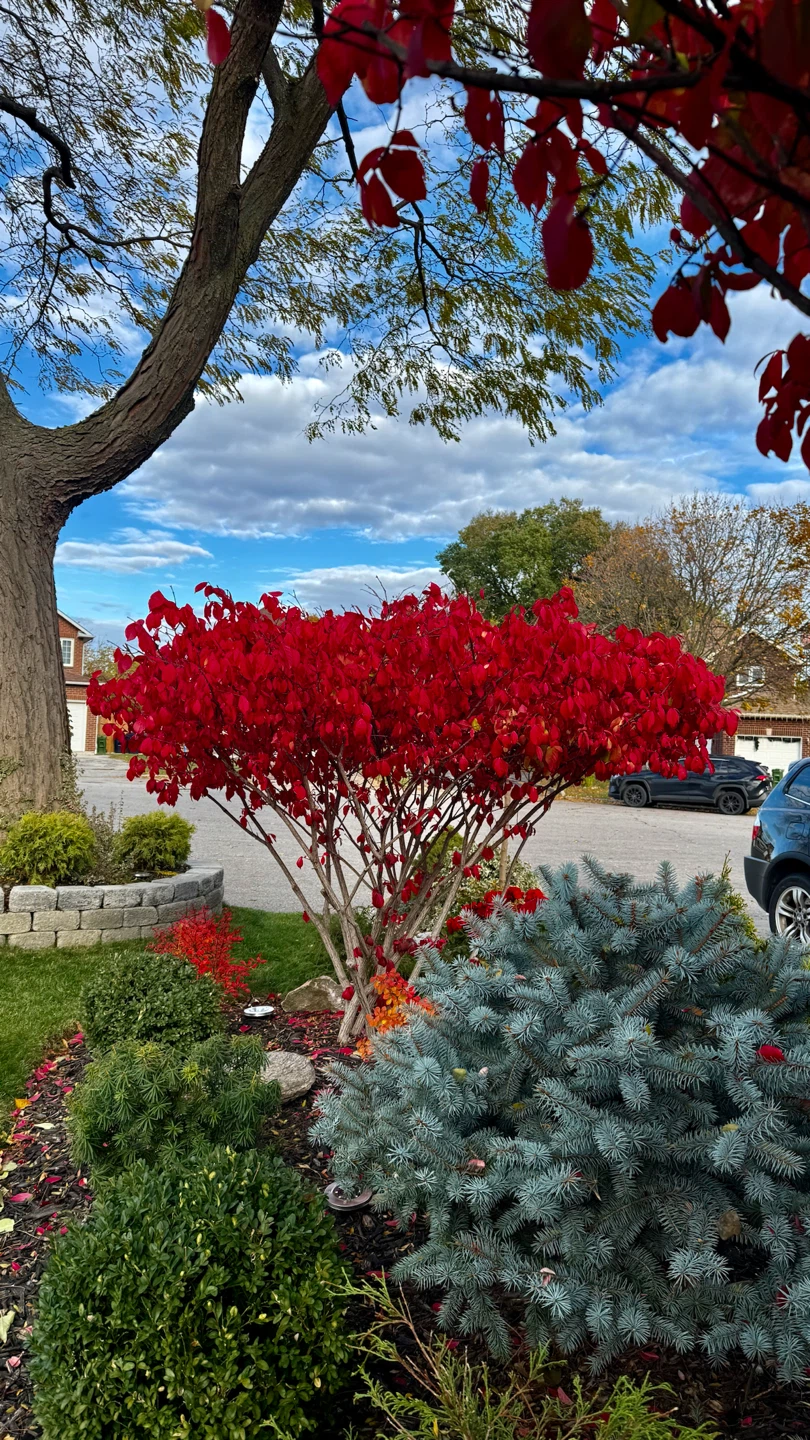 Little Moses Burning Bush $25