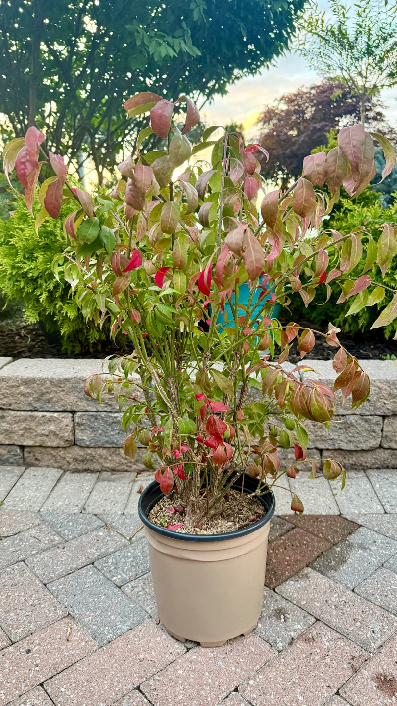 Little Moses Burning Bush $25 - photo 2