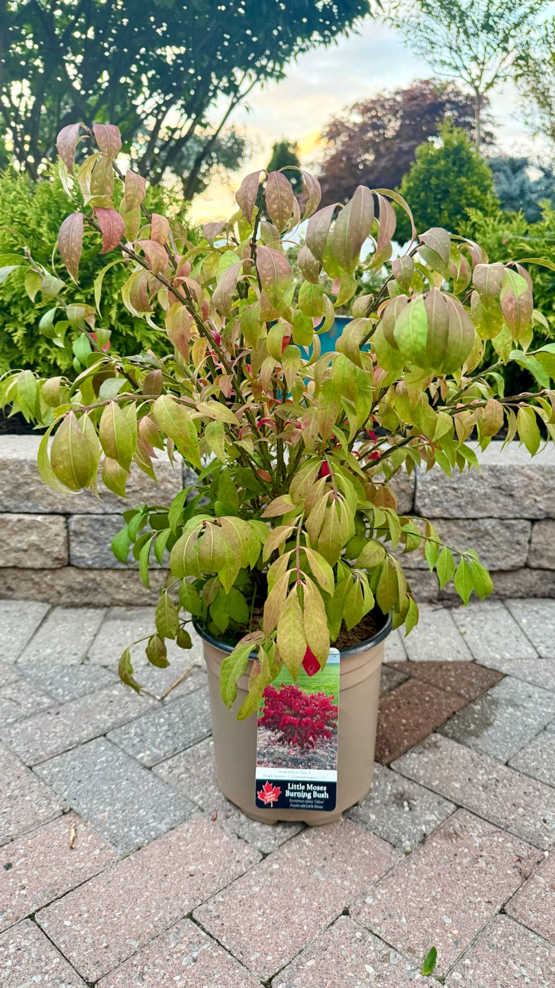Little Moses Burning Bush $25 - photo 3