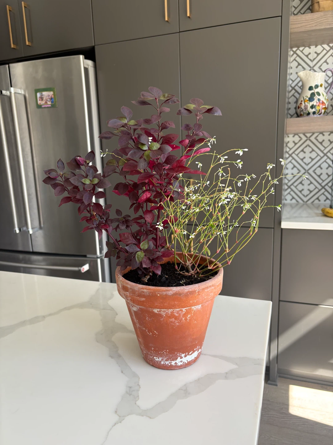 Plant pot potted