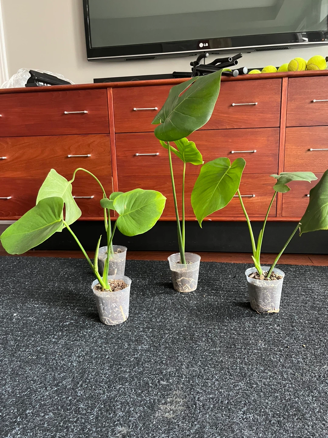 Rooted Monstera Deliciosa - 4 inch pot