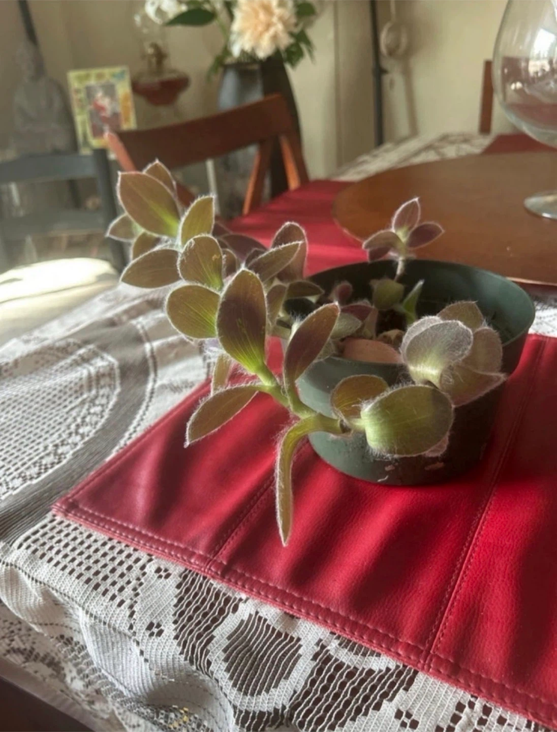 Tradescantia sillamontana
