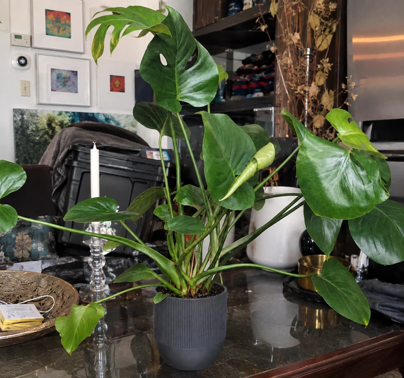 Monstera deliciosa in charcoal planter