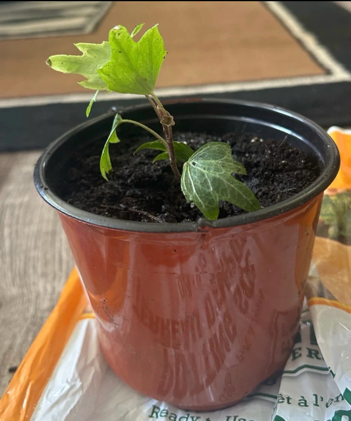 Small Ivy plant in plastic nursery pot