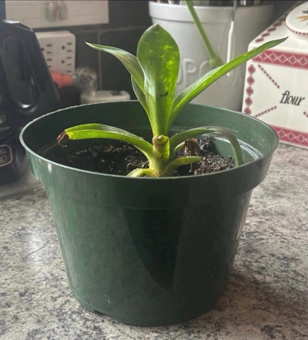 Century House Plant