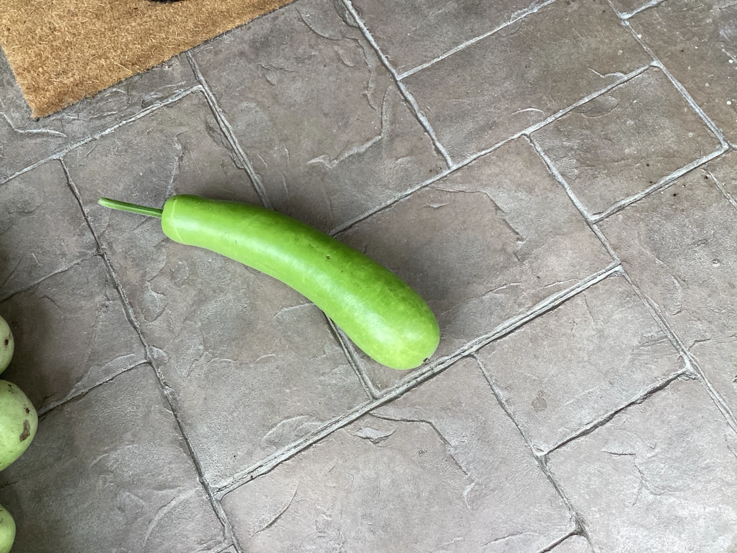 Long bottle gourds - photo 2