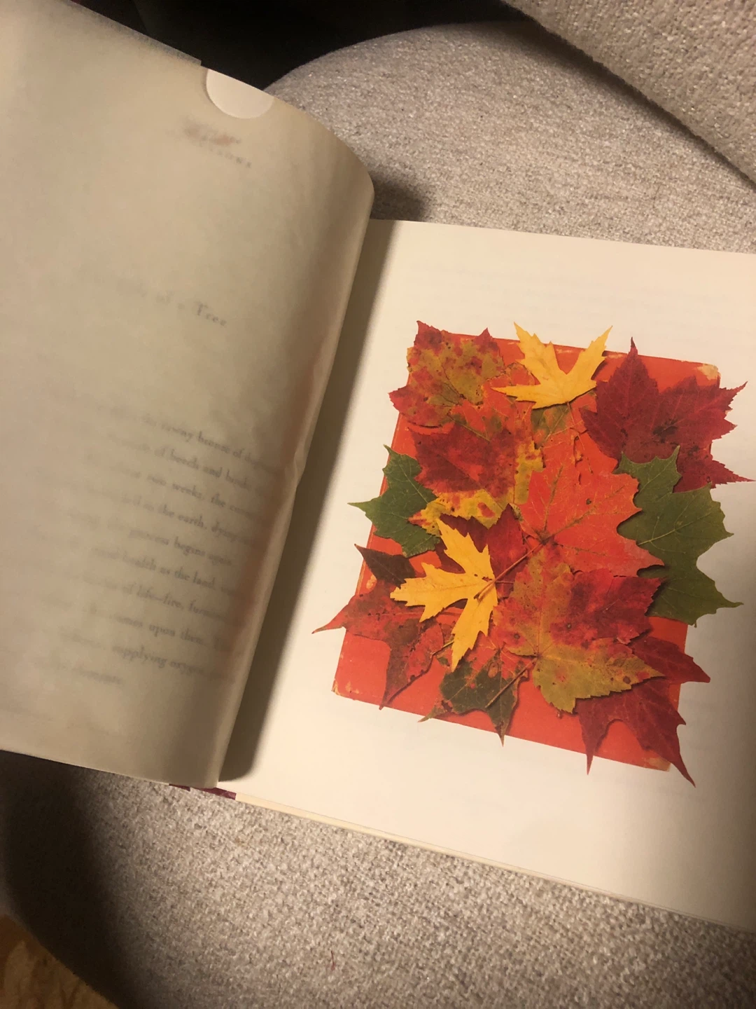 Fallen Leaves: A Pressed Leaf Keepsake Book 🏈 - photo 2