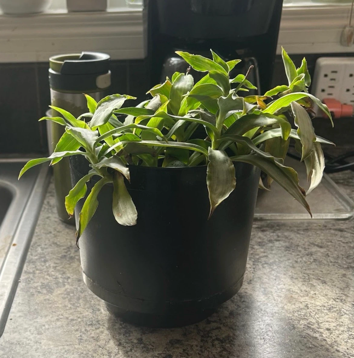 Callisia fragans Plant in black pot