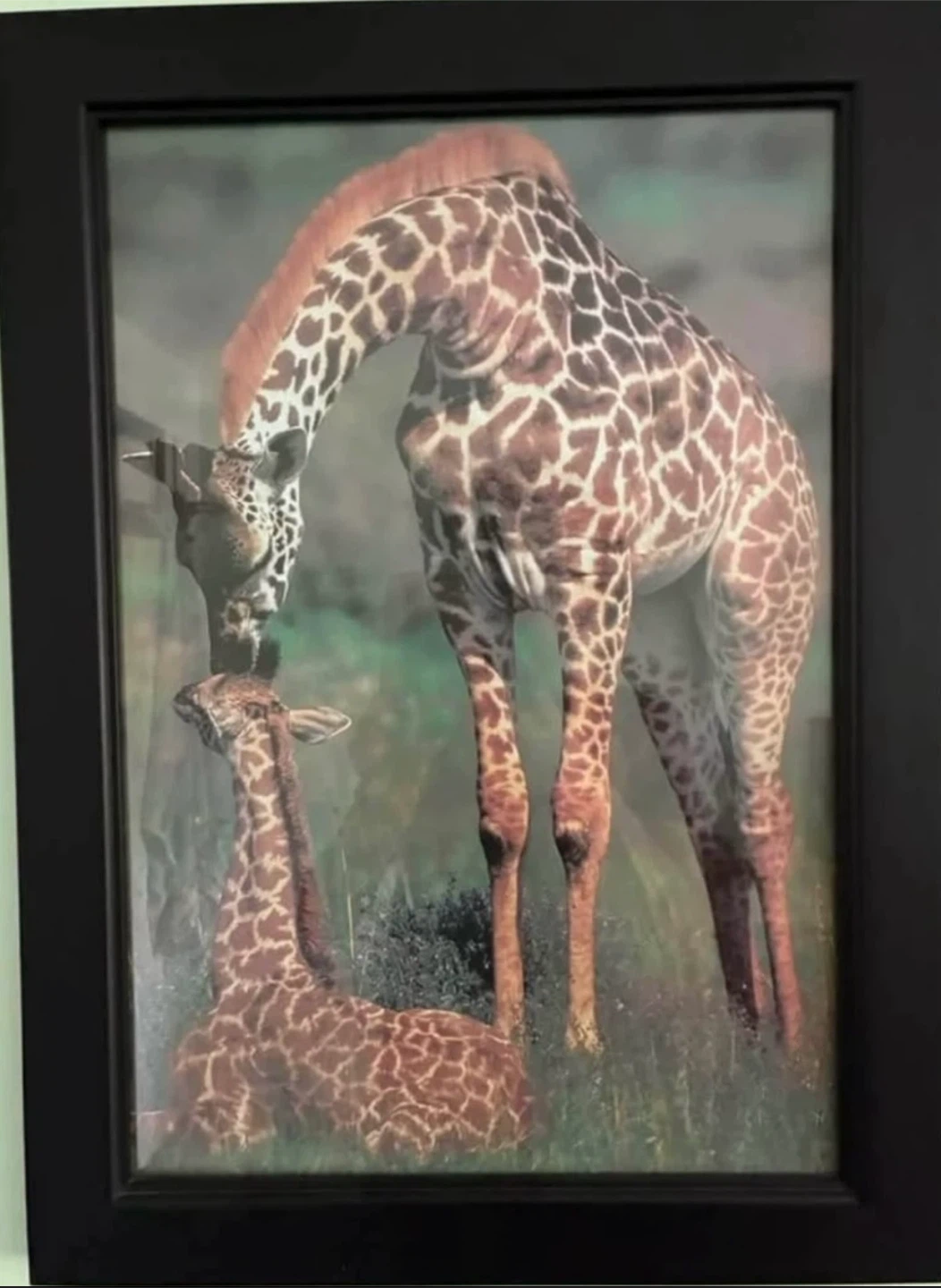 Set of 4 Framed Wildlife Prints - photo 2